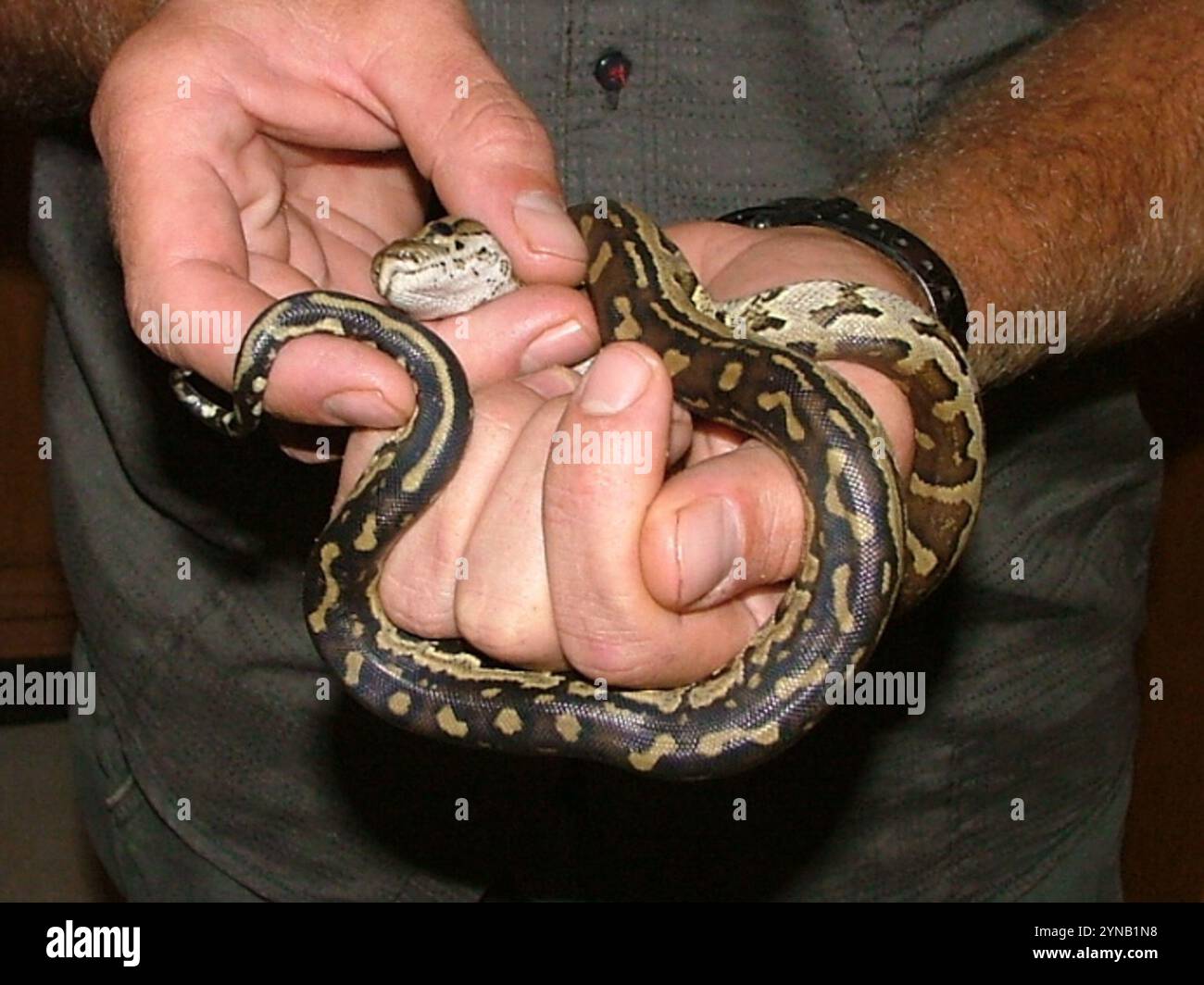 Südafrikanischer Python (Python natalensis) Stockfoto
