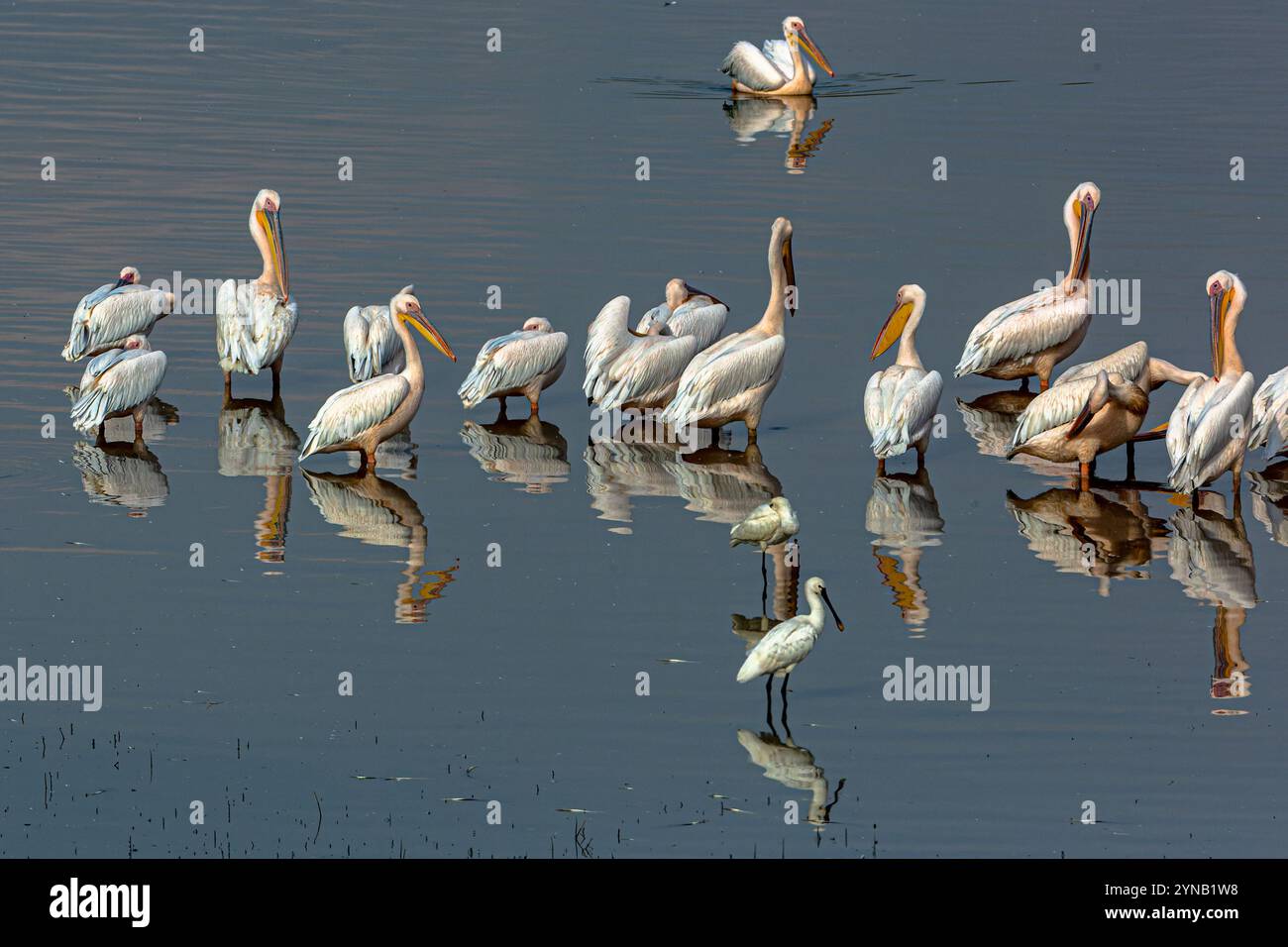 Eine große Herde des Großen Weißen Pelikans (Pelecanus onocrotalus), auch bekannt als der östliche Weiße Pelikan dieser Vogel lebt in großen Kolonien in Afrika und Stockfoto
