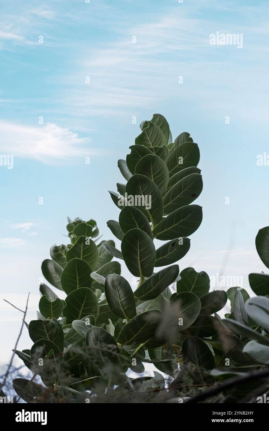 Calotropis procera ist eine blühende Pflanzenart in der Familie Apocynacene die reifen Samen werden durch Wind verteilt. Die grünen Früchte enthalten einen giftigen Mi Stockfoto