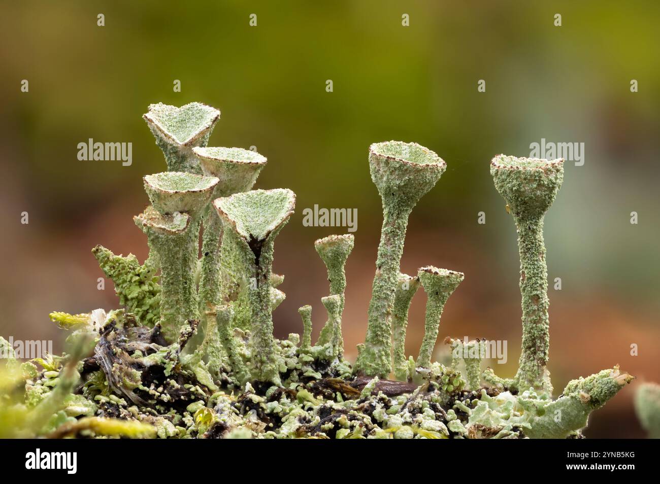 Flechten wächst in einem Wald in der Nähe von Halifax, Nova Scotia, Kanada. Stockfoto
