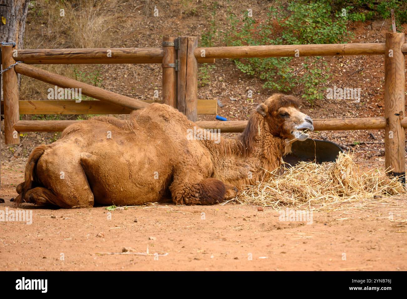 Baktrisches Kamel (Camelus ferus), das in Gefangenschaft fotografiert wurde dieses Kamel ist in den Steppen Zentralasiens heimisch. Es hat zwei Buckel im Gegensatz dazu Stockfoto