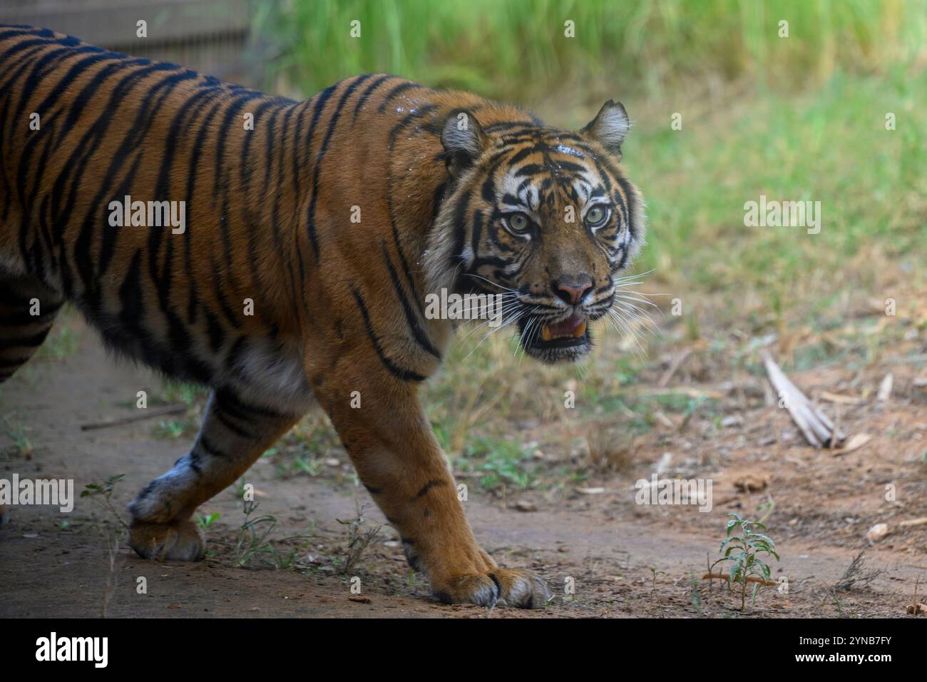 Sumatra Tiger Panthera tigris sondaica ببر fotografiert bei der „Safari“ Ramat Gan, Israel Stockfoto