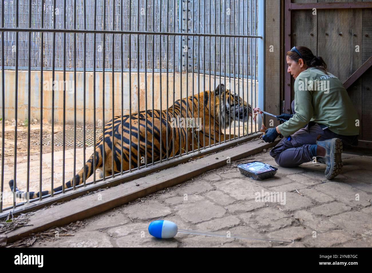 Ramat Gan Safri Zoo Keeper durchläuft Zieltraining für die Haltung eines Sumatra-Tigers Panthera tigris sondaica, eine Technik, bei der ein Ball auf dem en verwendet wird Stockfoto