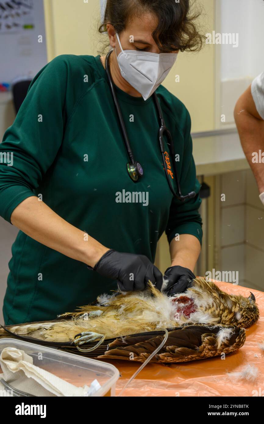 Dr. Shira, ein Tierarzt führt eine Autopsie an einem schwarzen Drachen (Milvus migrans) durch, um die Todesursache zu erfahren. Pilz (Aspergillose p Stockfoto