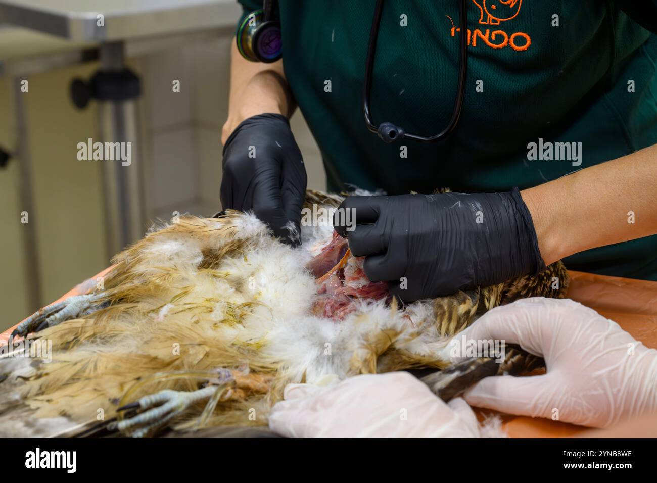 Dr. Shira, ein Tierarzt führt eine Autopsie an einem schwarzen Drachen (Milvus migrans) durch, um die Todesursache zu erfahren. Pilz (Aspergillose p Stockfoto
