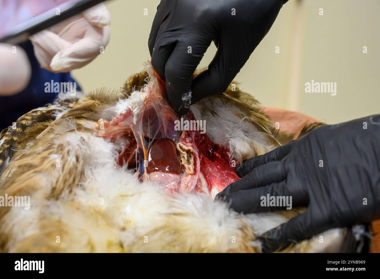 Dr. Shira, ein Tierarzt führt eine Autopsie an einem schwarzen Drachen (Milvus migrans) durch, um die Todesursache zu erfahren. Pilz (Aspergillose p Stockfoto