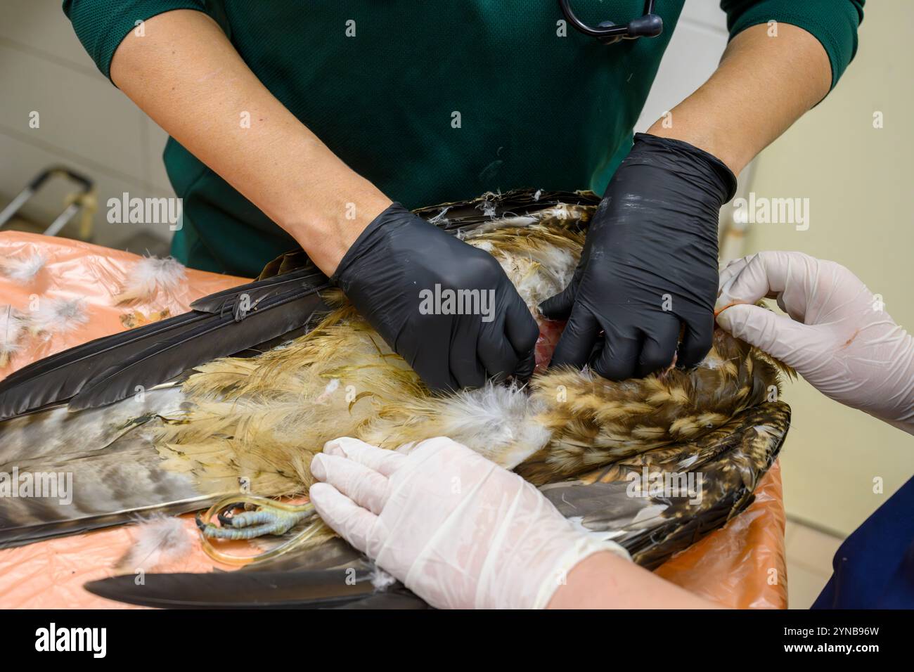 Dr. Shira, ein Tierarzt führt eine Autopsie an einem schwarzen Drachen (Milvus migrans) durch, um die Todesursache zu erfahren. Pilz (Aspergillose p Stockfoto