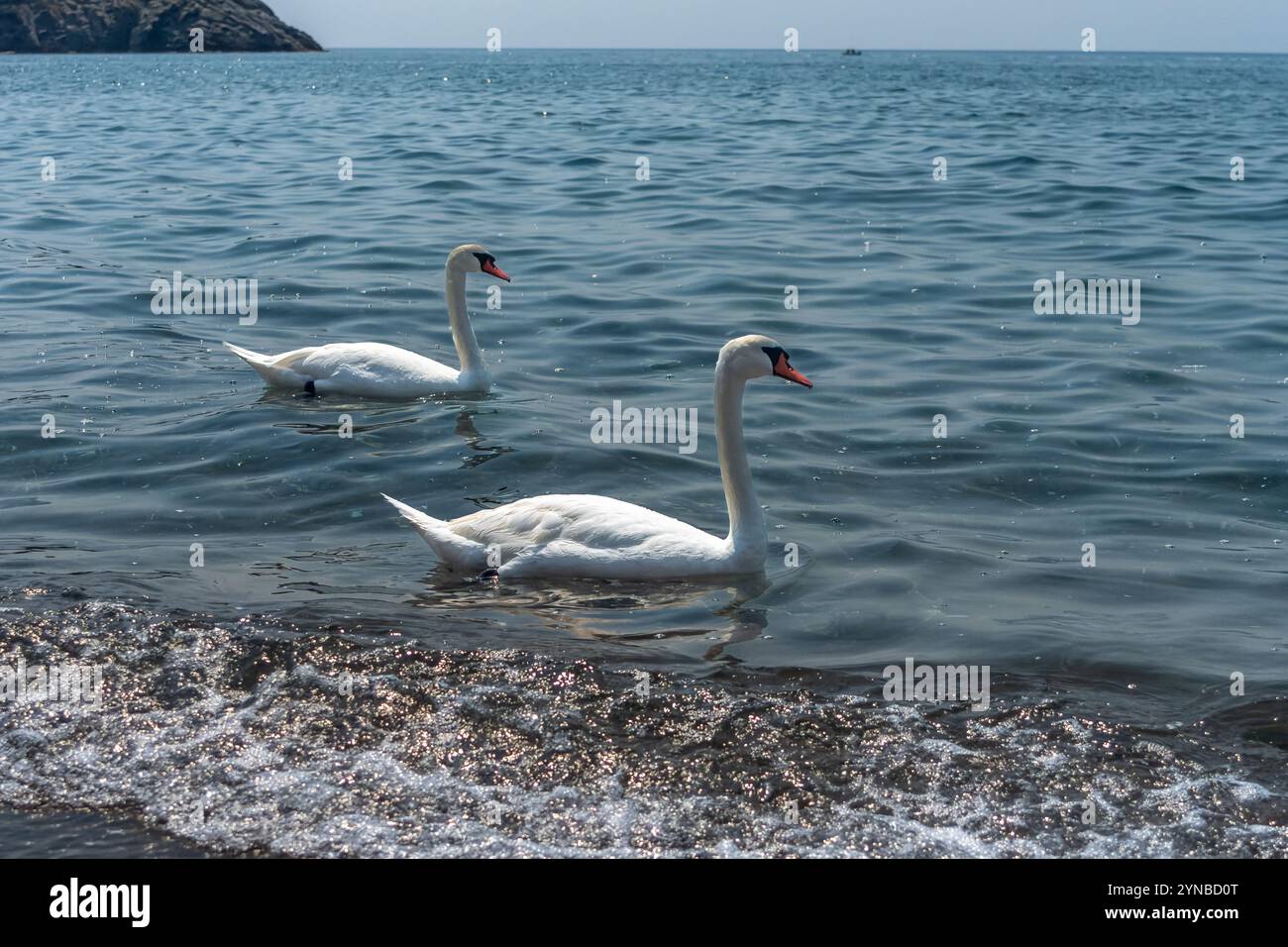 Ein Paar Schwäne, die im Meer schwimmen, fotografiert am Strand Skala Eresou, der Insel Lesbos oder Lesbos ist eine griechische Insel im Norden Stockfoto