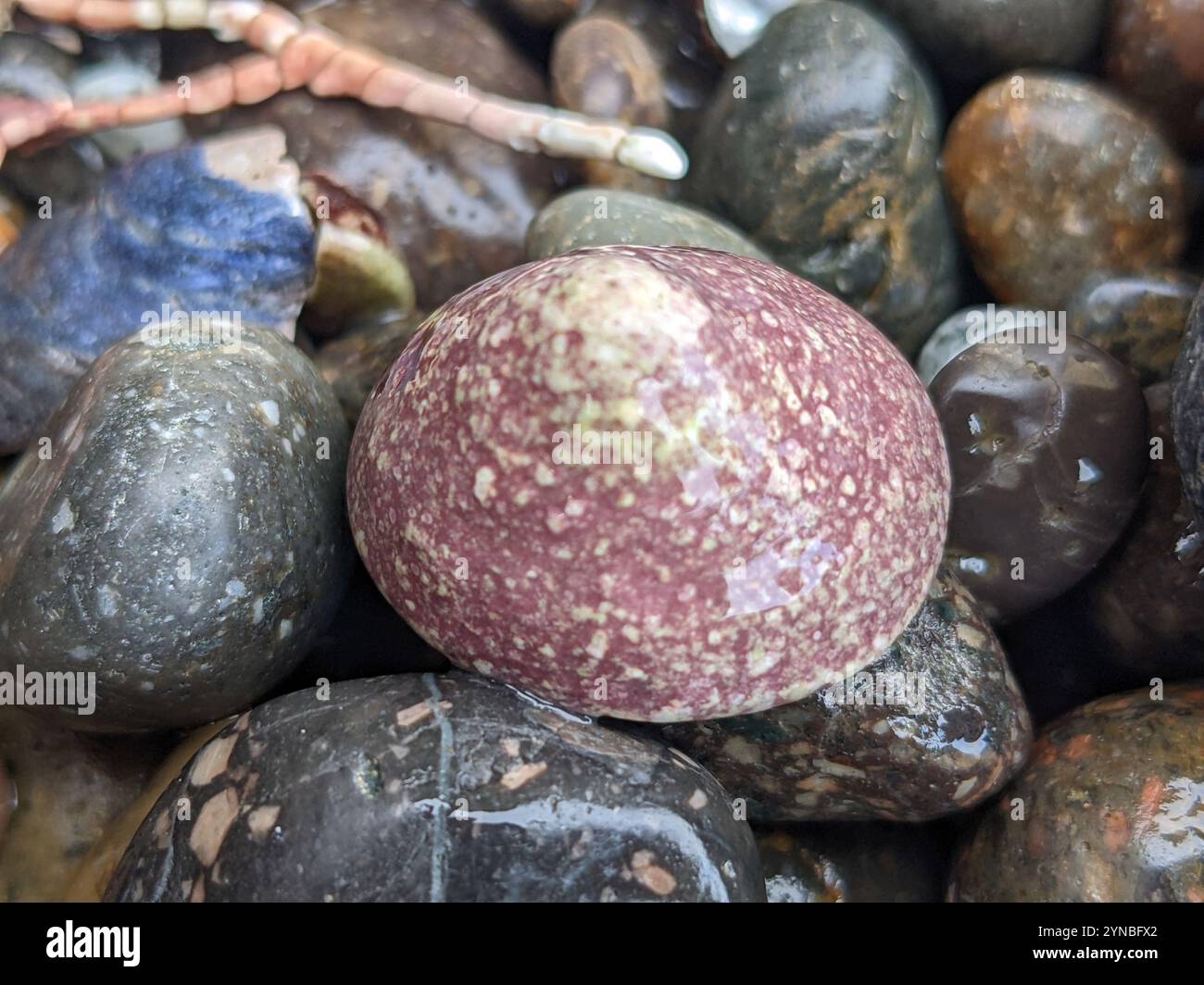 Whitecap Limpet (Acmaea mitra) Stockfoto
