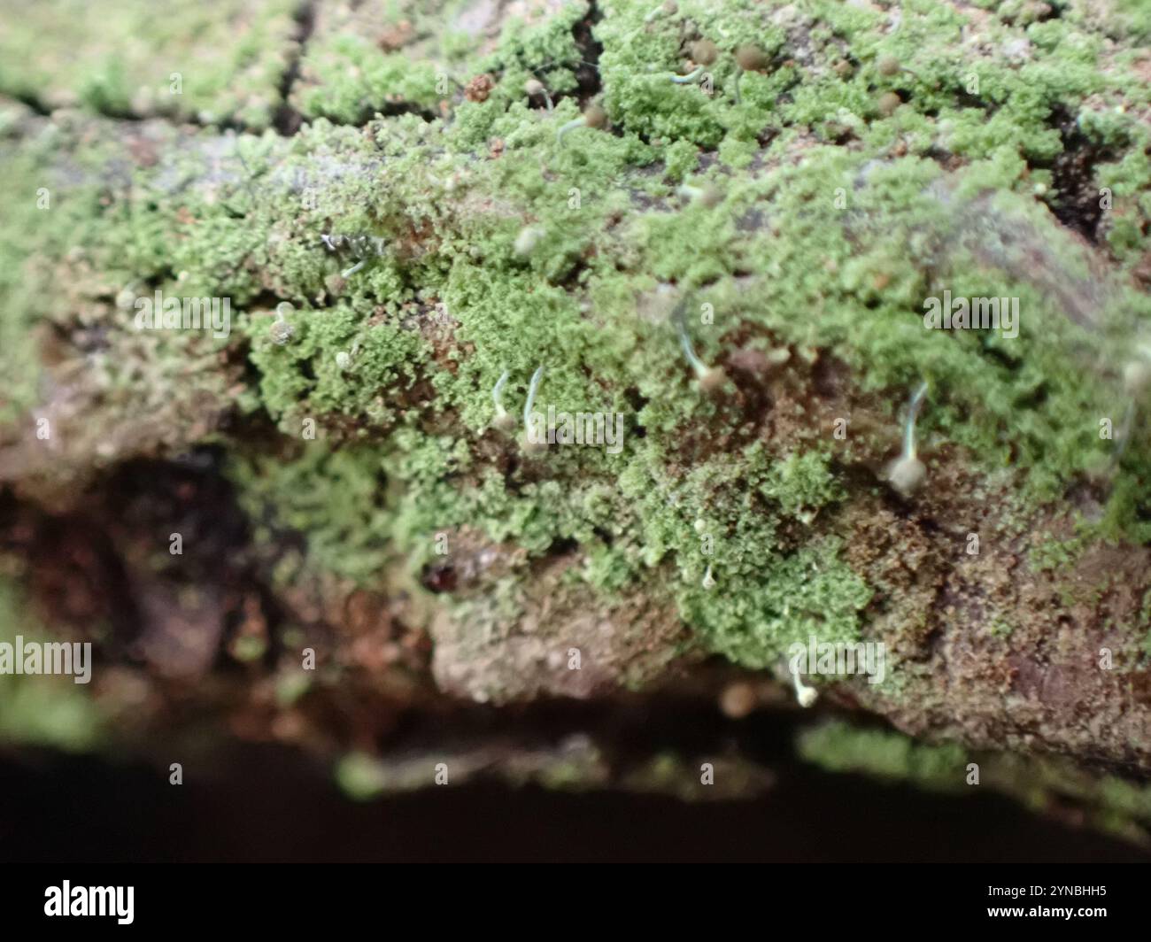 Schwefelstoppelflechte (Chaenotheca furfurfuracea) Stockfoto