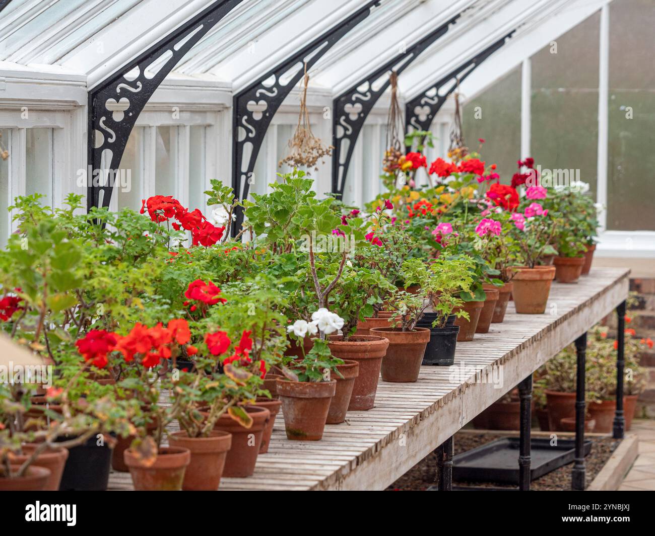 Pelargonien überwintern im Gewächshaus. UK Stockfoto