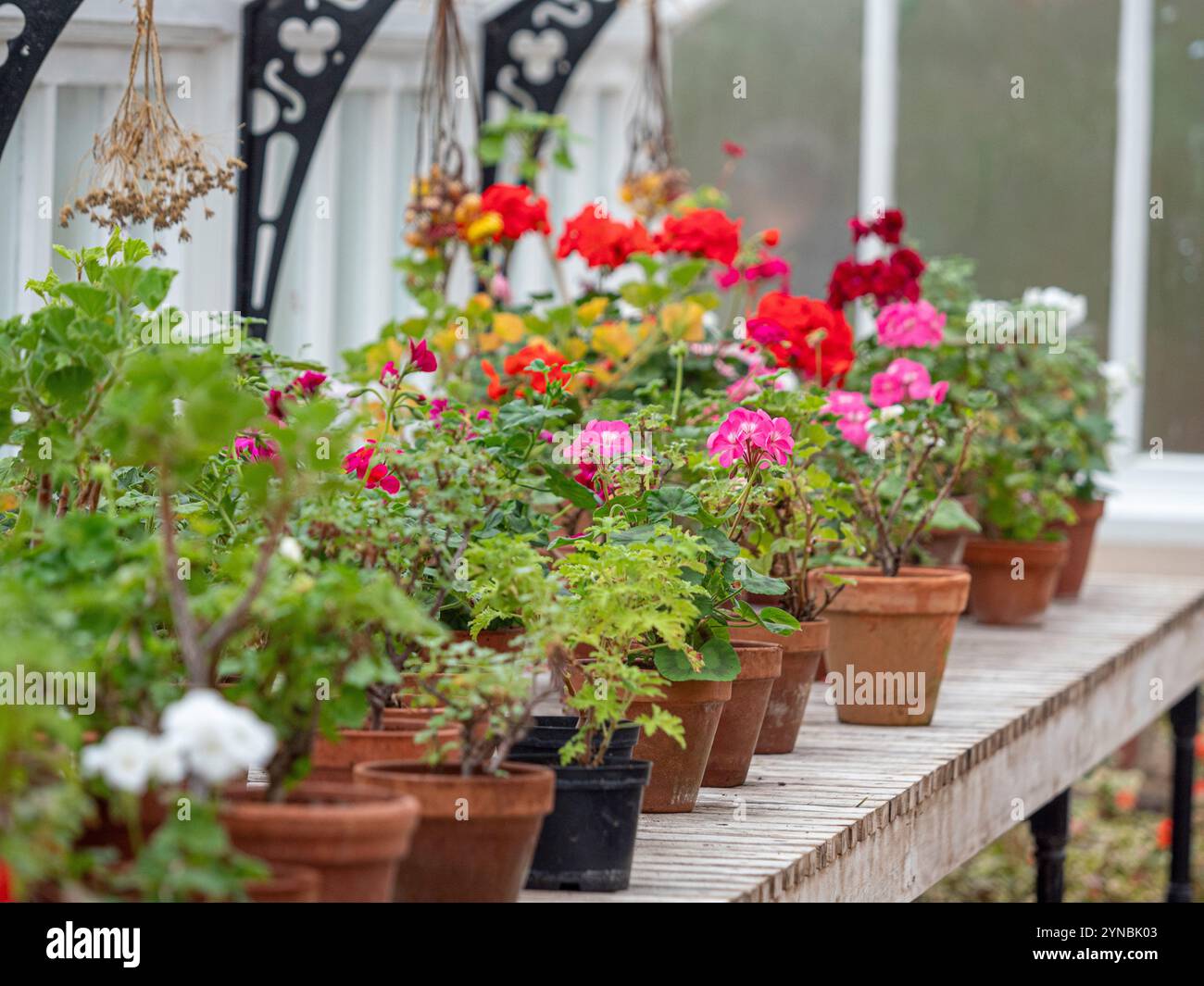 Pelargonien überwintern im Gewächshaus. UK Stockfoto