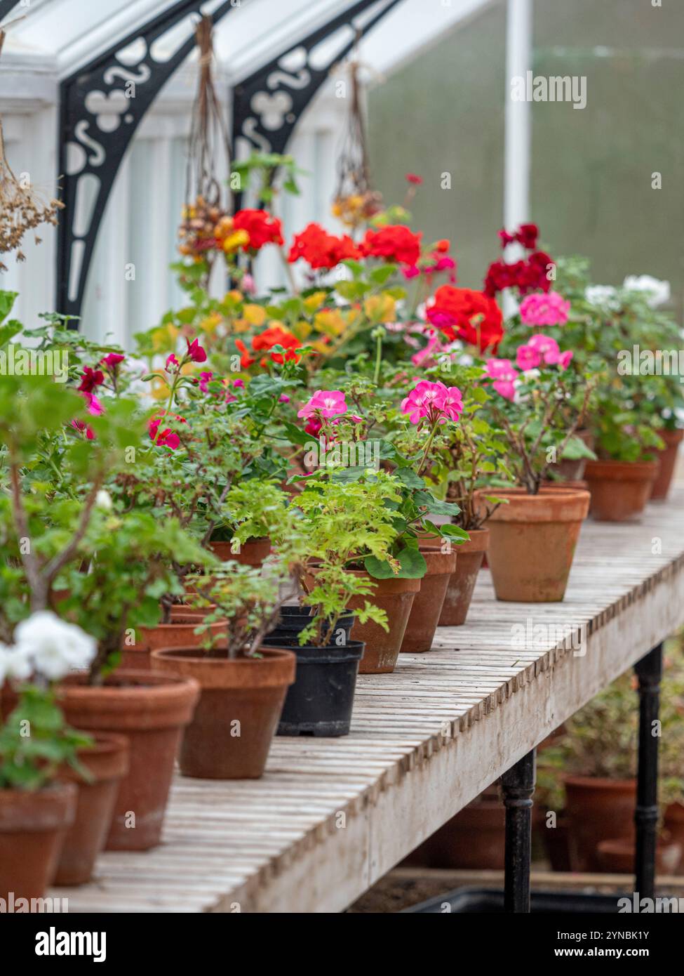 Pelargonien überwintern im Gewächshaus. UK Stockfoto