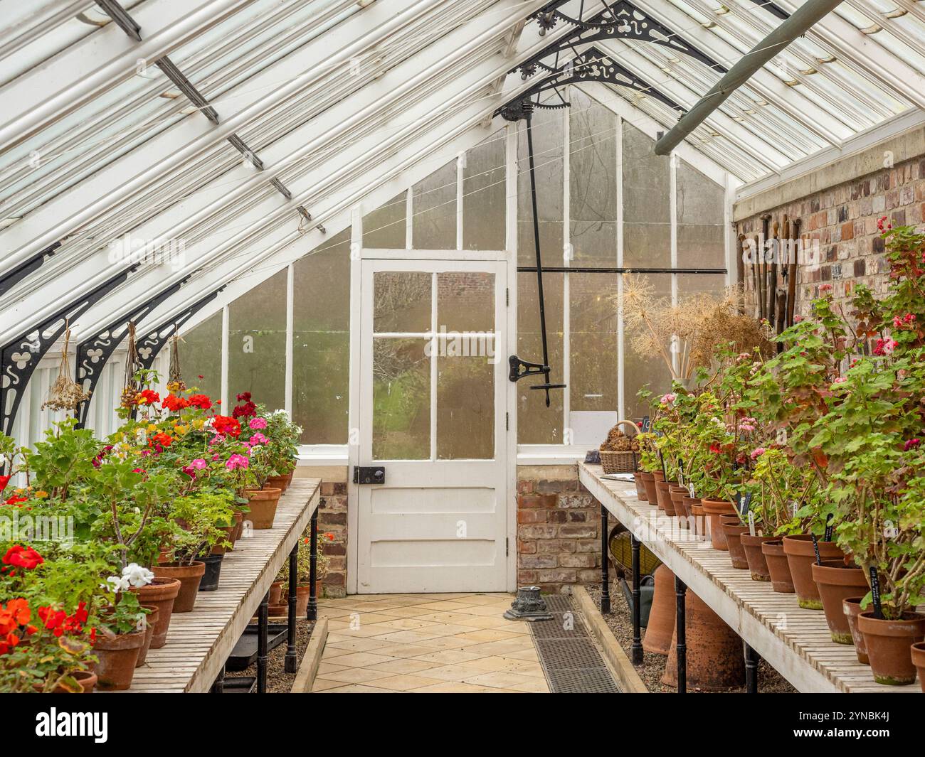 Im Orchideenhaus im Helmsley Walled Garden überwintern Töpfe mit Pelargonien. Helmsley, North Yorkshire, Großbritannien Stockfoto