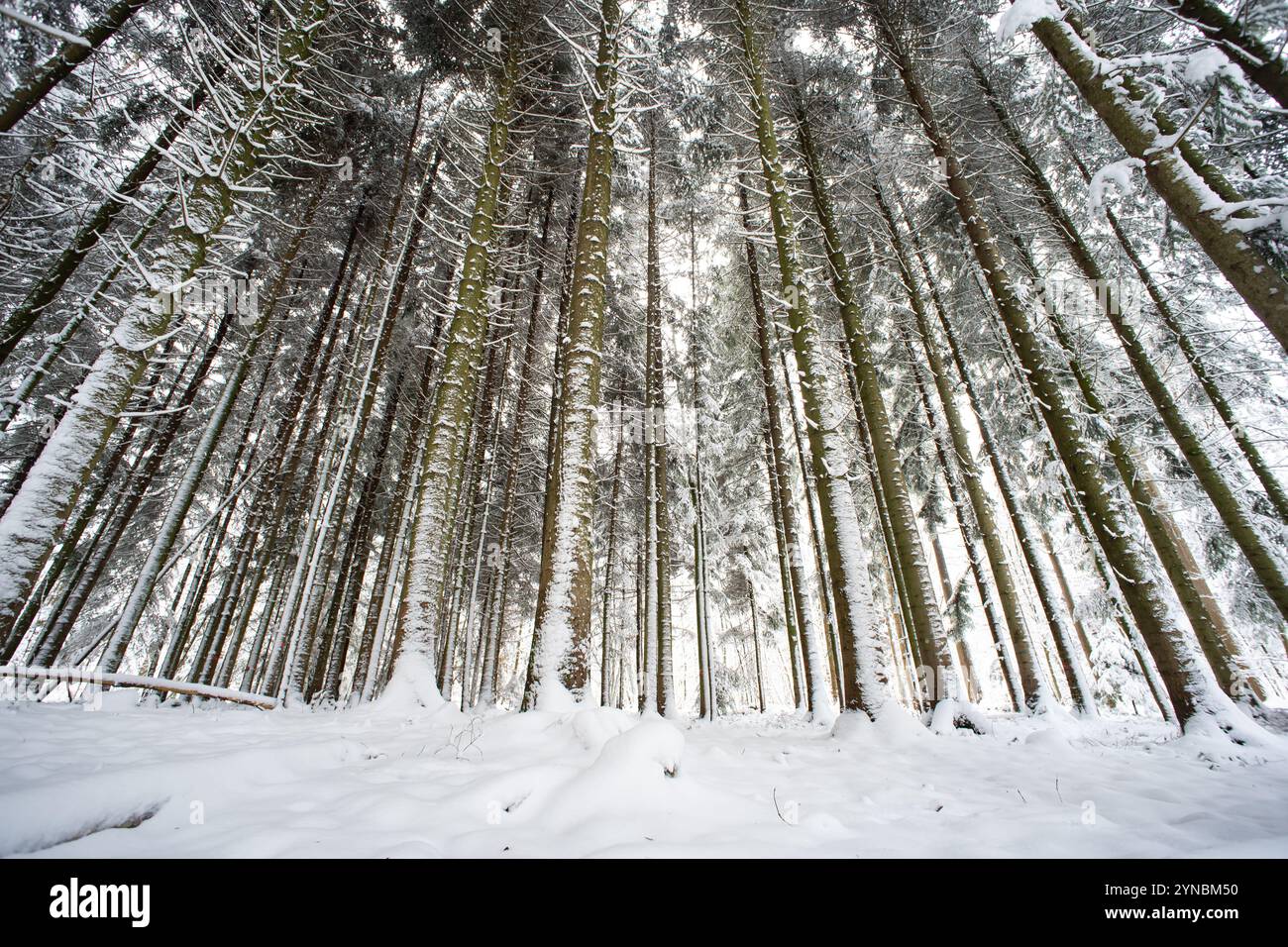 Neuschneebedeckung in einer Waldszene in Europa. Weitwinkelblick, bewölkter Tag, keine Leute. Stockfoto