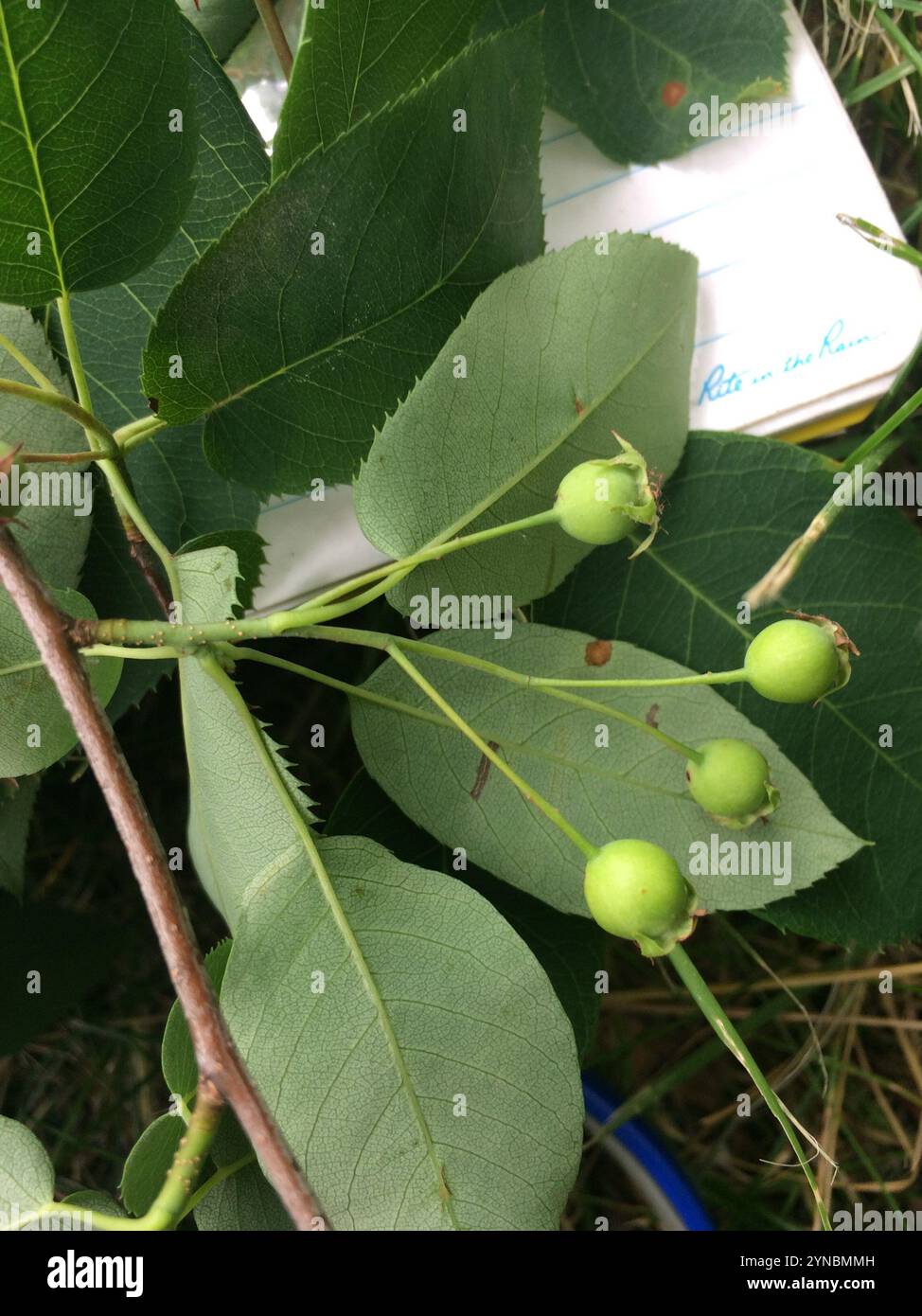 Glatter Schattenstrauch (Amelanchier laevis) Stockfoto