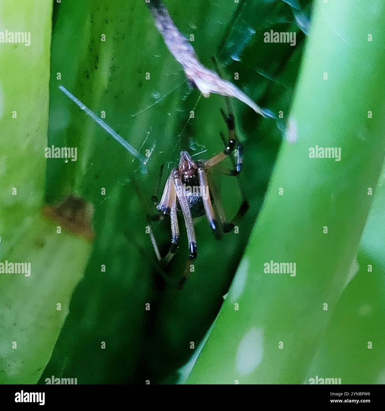 Braune Witwe (Latrodectus geometricus) Stockfoto