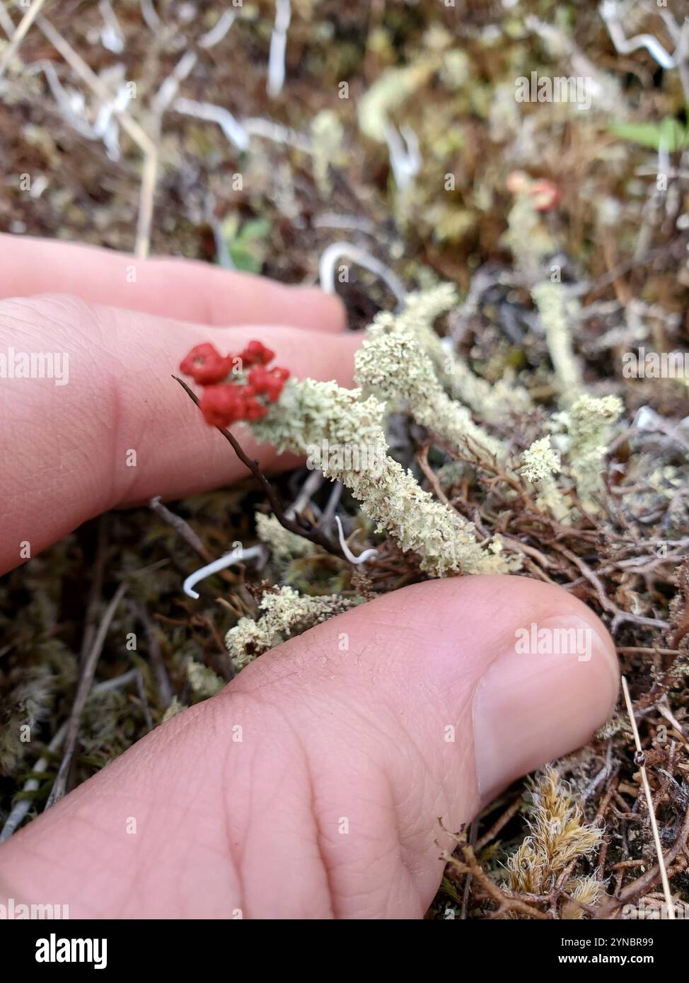 Britische Soldaten Flechten (Cladonia floerkeana) Stockfoto
