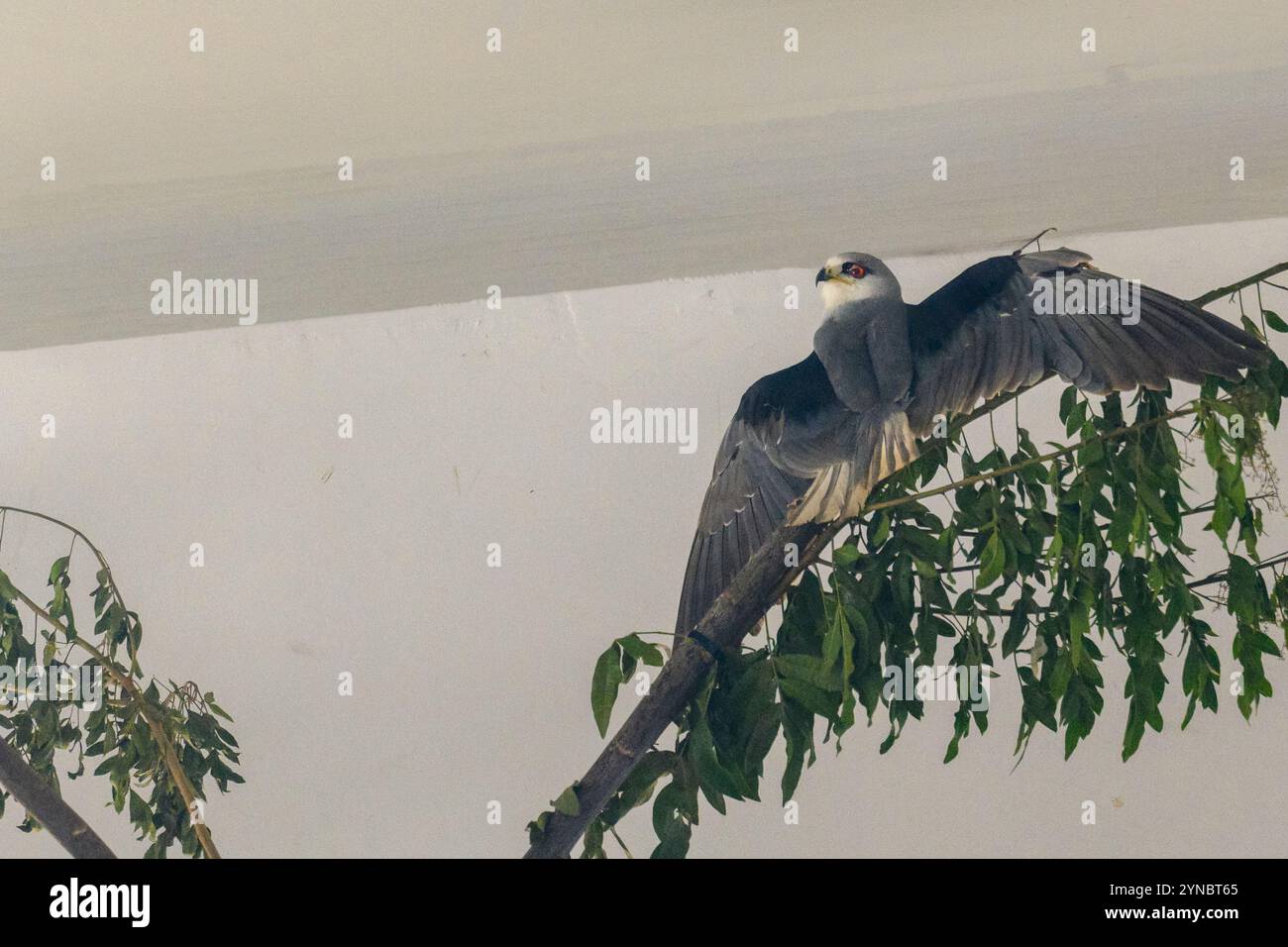 Im Krankenhaus aufgenommener verwundeter Schwarzflügeldrachen (Elanus caeruleus), حدأة سوداء الجناح auch bekannt als der Schwarzschulterdrachen (nicht zu verwechseln mit den Cros) Stockfoto