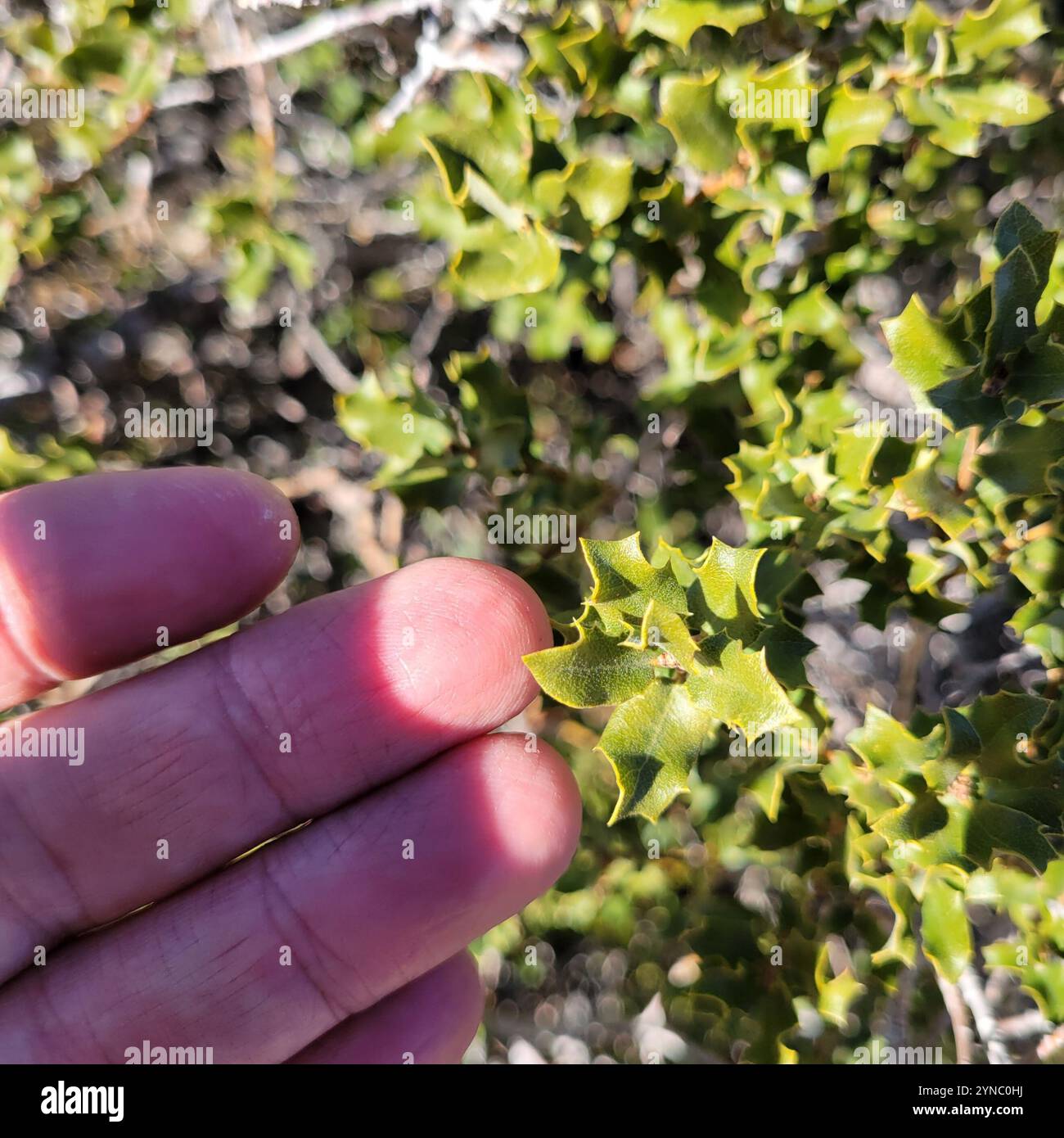 Müllereiche (Quercus cornelius-mulleri) Stockfoto