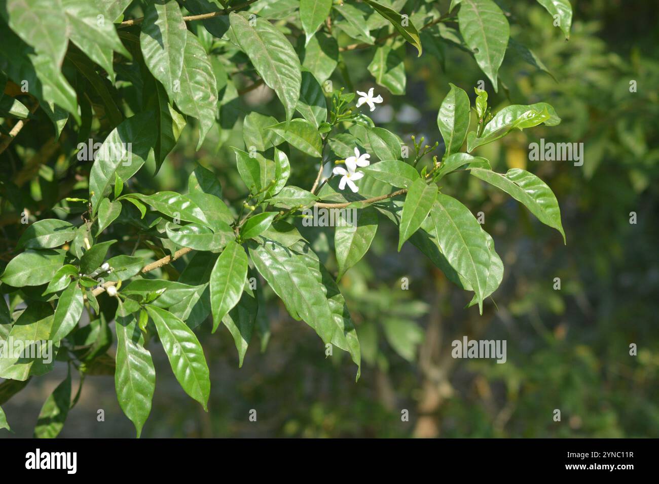 Crepé Jasmin (Tabernaemontana divaricata) Stockfoto