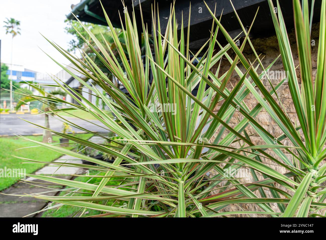 Rot umrandete bltter hintergrund -Fotos und -Bildmaterial in hoher  Auflsung  Alamy