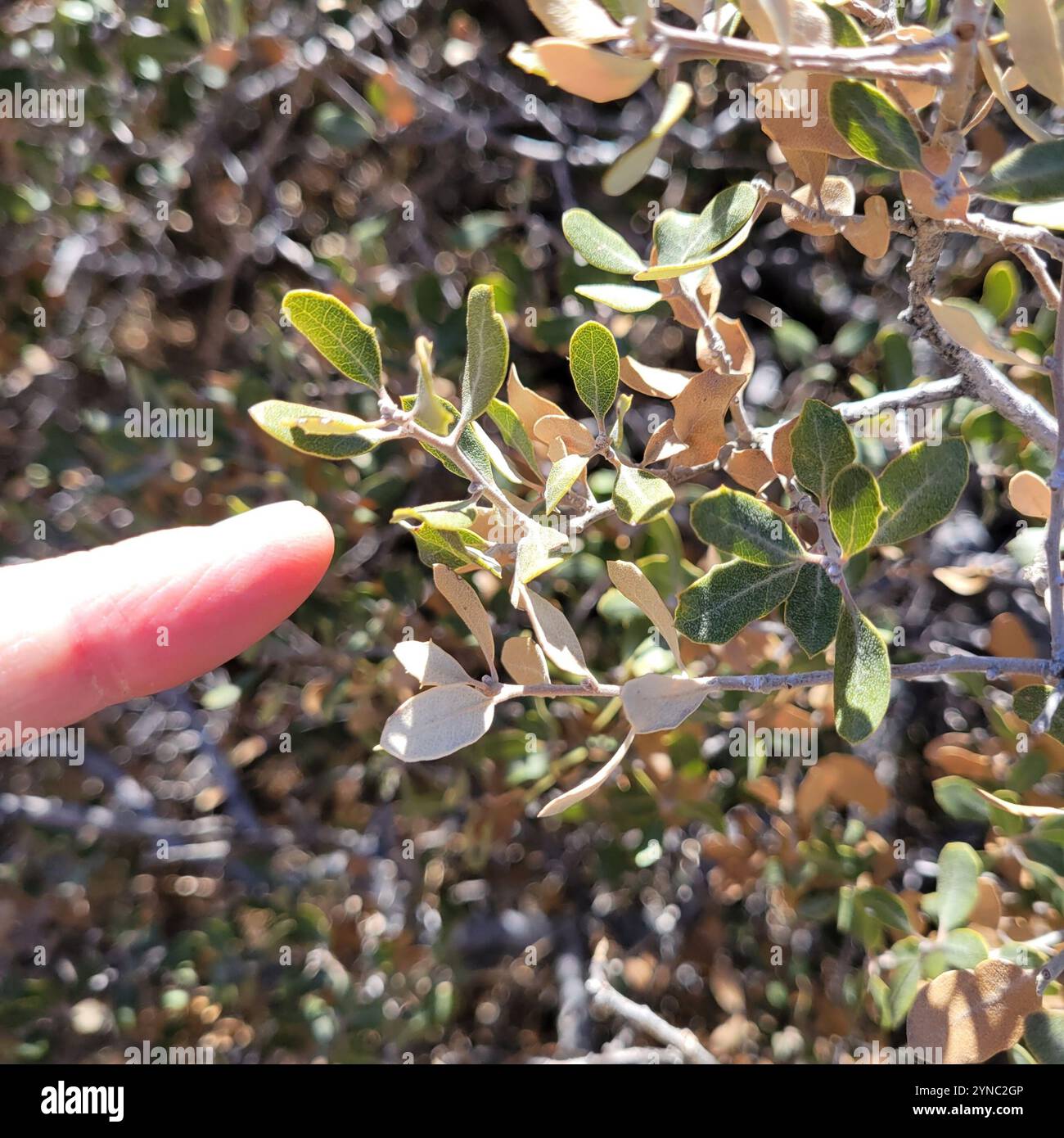 Müllereiche (Quercus cornelius-mulleri) Stockfoto