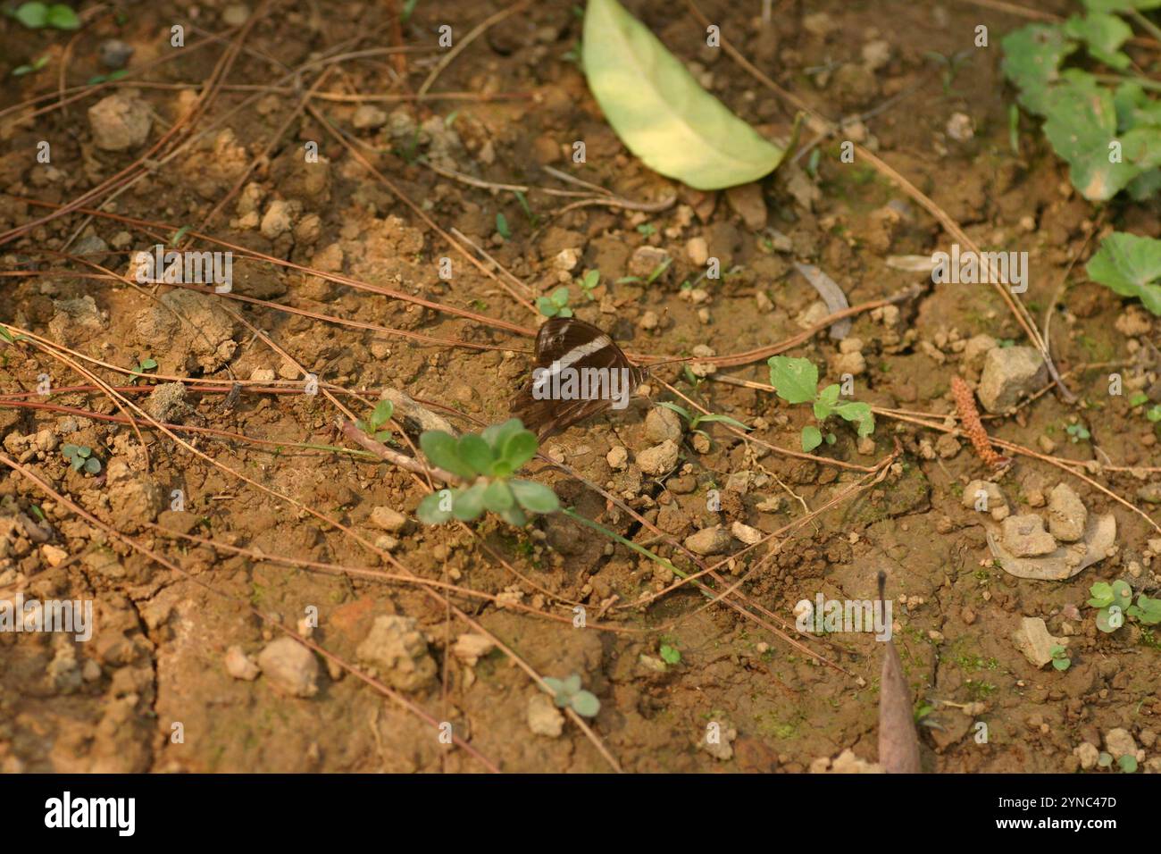 Bänderbaum (Lethe Confusa) Stockfoto