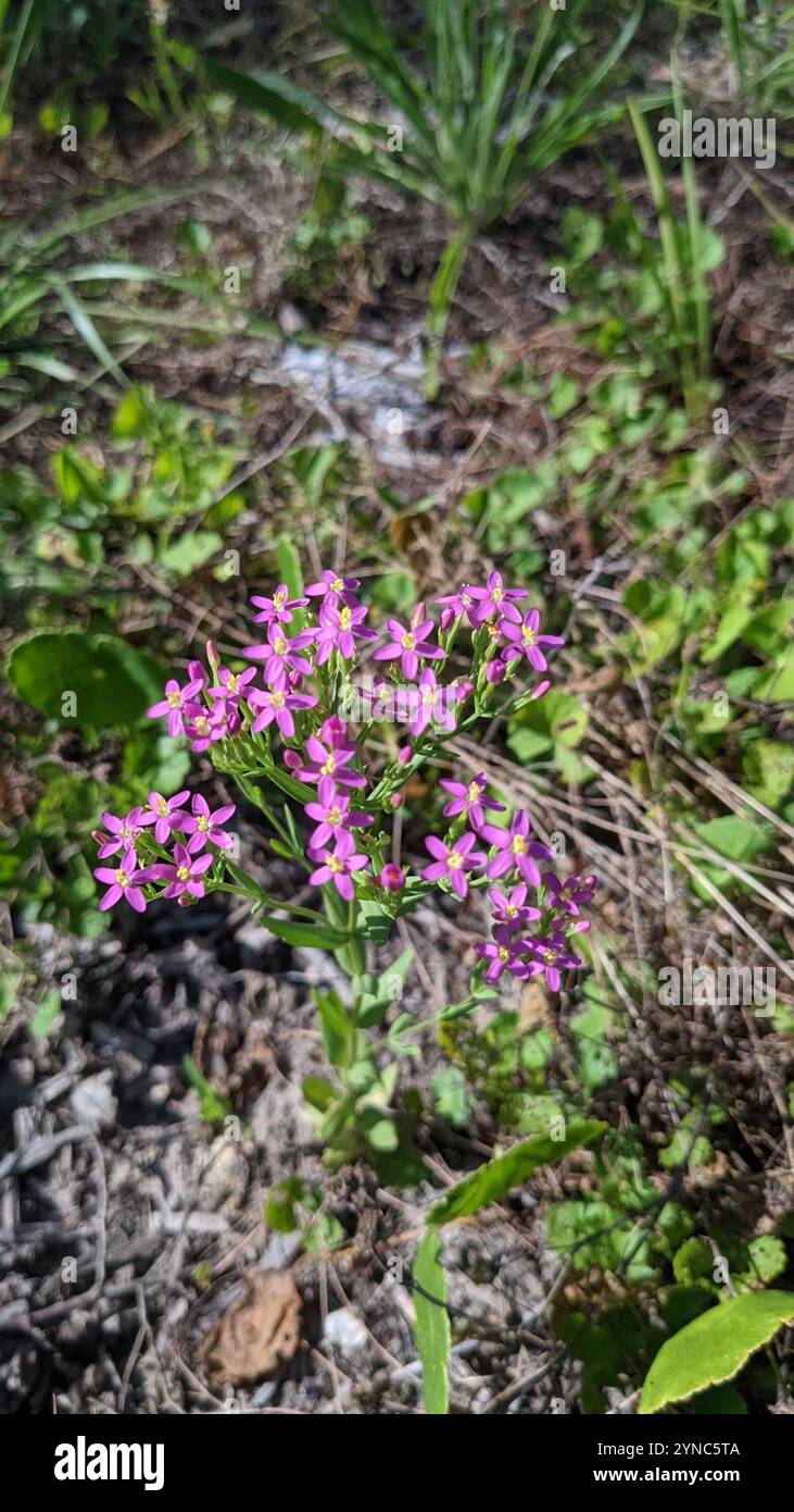 Schlanke Zentaury (Centaurium tenuiflorum) Stockfoto