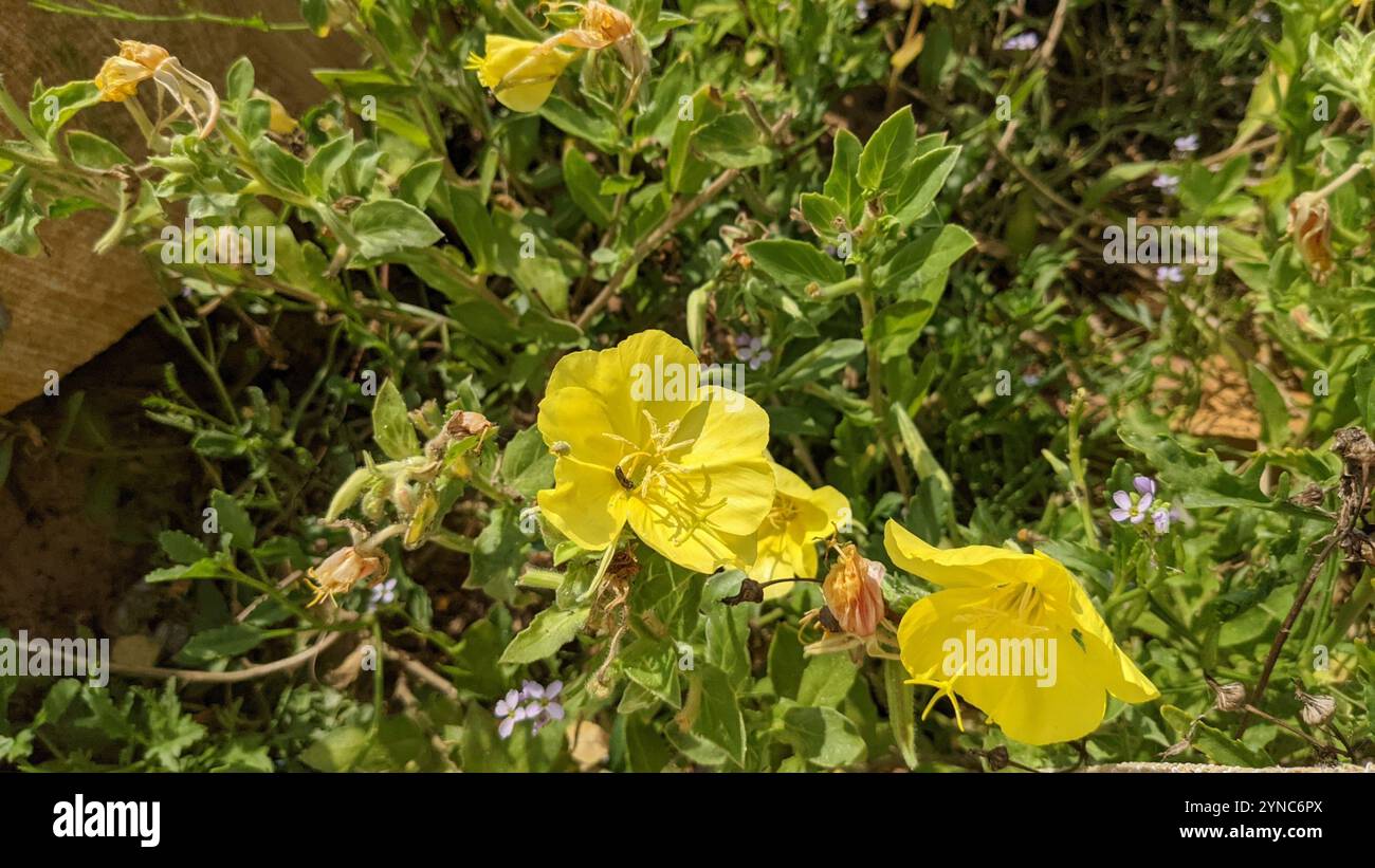 Strand-Nachtkerze (Oenothera drummondii) Stockfoto