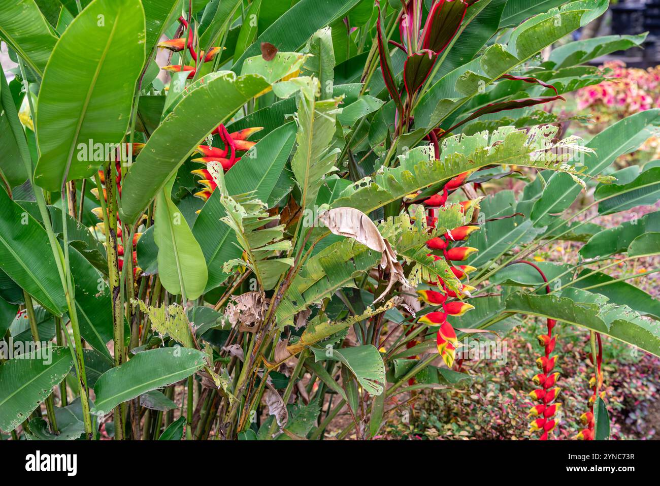 Heliconia psittacorum oder Papageischnabel, die hängende Hummerkralle oder der falsche Paradiesvogel. Sie wird oft als tropische Zierpflanze angebaut. Stockfoto