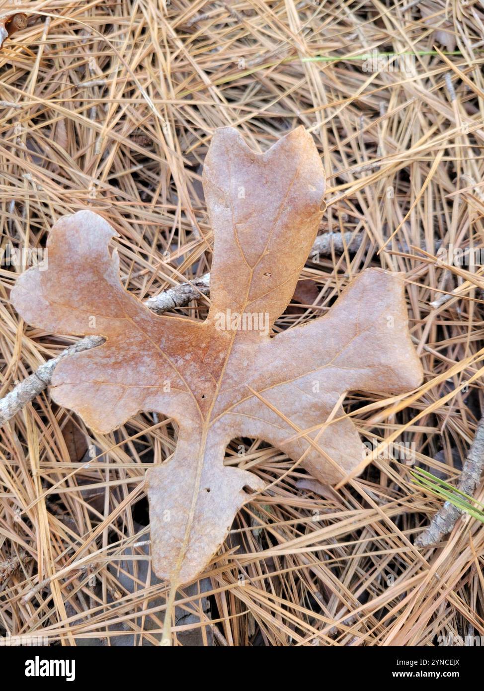 Pfosteneiche (Quercus stellata) Stockfoto
