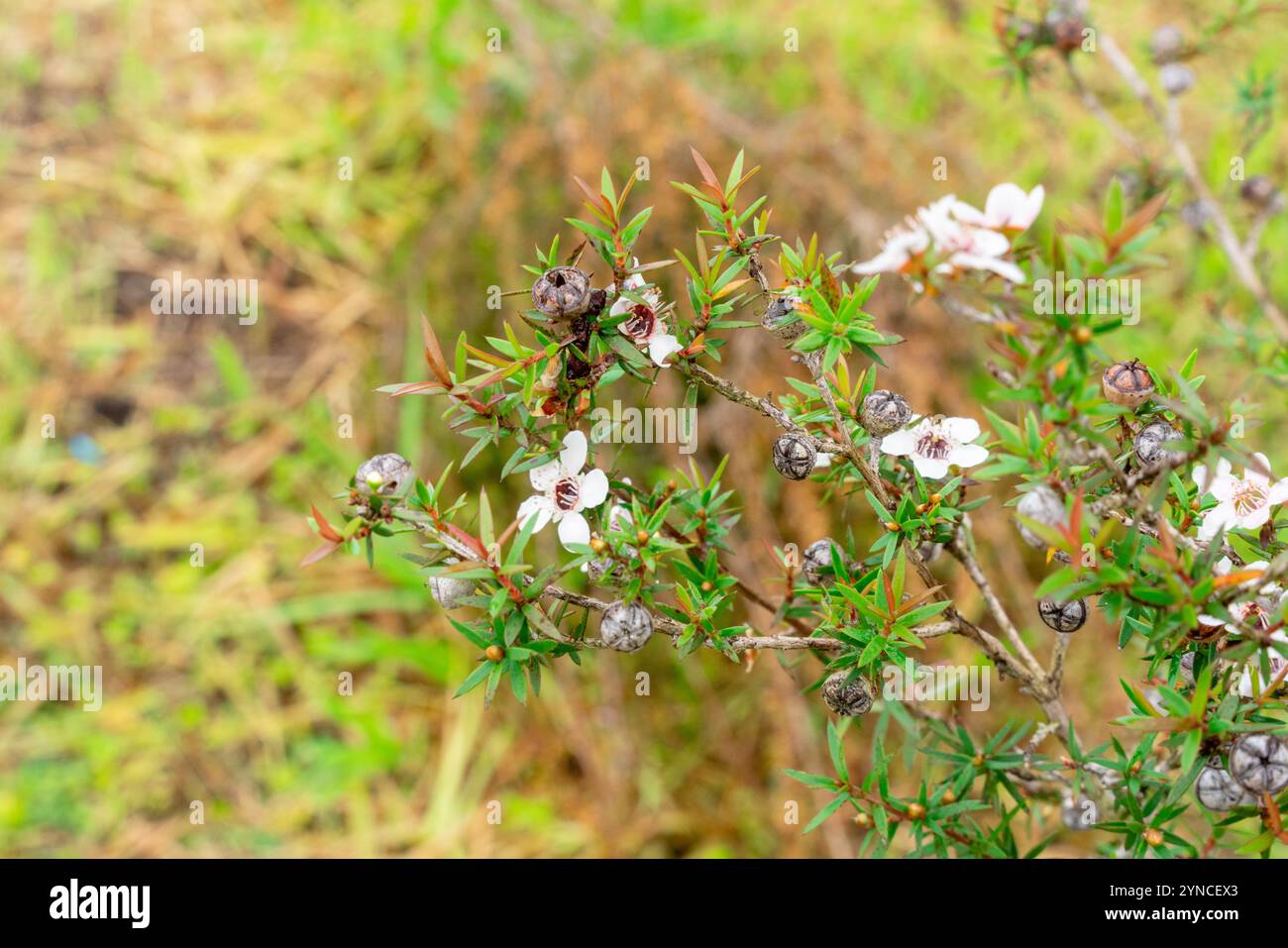 Leptospermum scoparium, auch manuka genannt, ist eine blühende Pflanzenart aus der myrtle-Familie Myrtaceae, die im Südosten Australiens und Neuen beheimatet ist Stockfoto