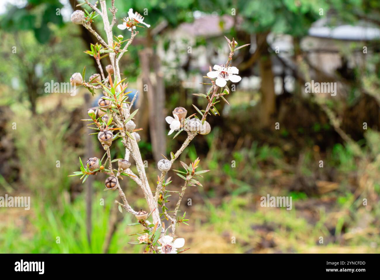 Leptospermum scoparium, auch manuka genannt, ist eine blühende Pflanzenart aus der myrtle-Familie Myrtaceae, die im Südosten Australiens und Neuen beheimatet ist Stockfoto