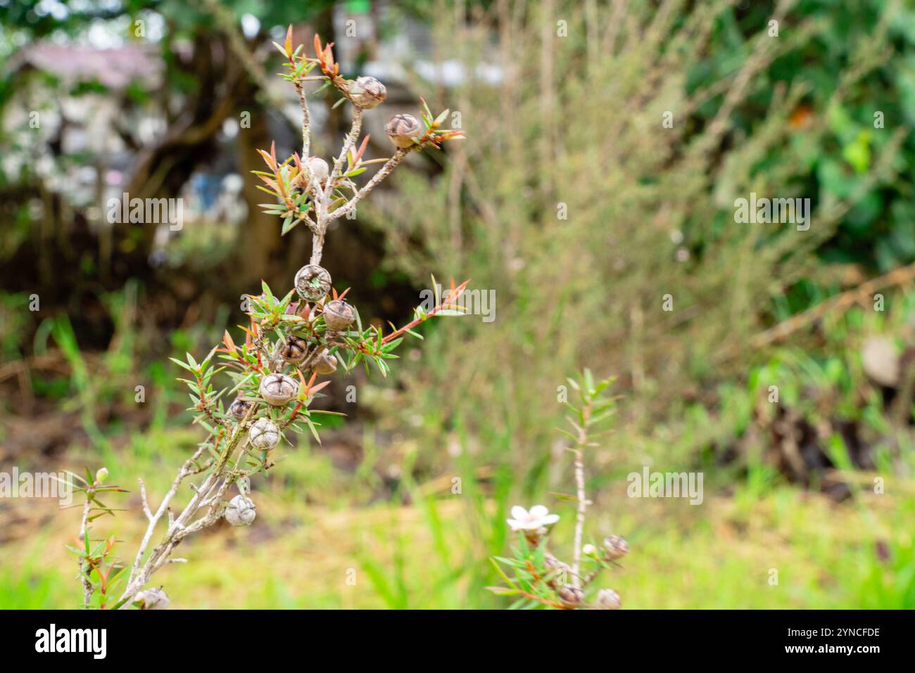 Leptospermum scoparium, auch manuka genannt, ist eine blühende Pflanzenart aus der myrtle-Familie Myrtaceae, die im Südosten Australiens und Neuen beheimatet ist Stockfoto