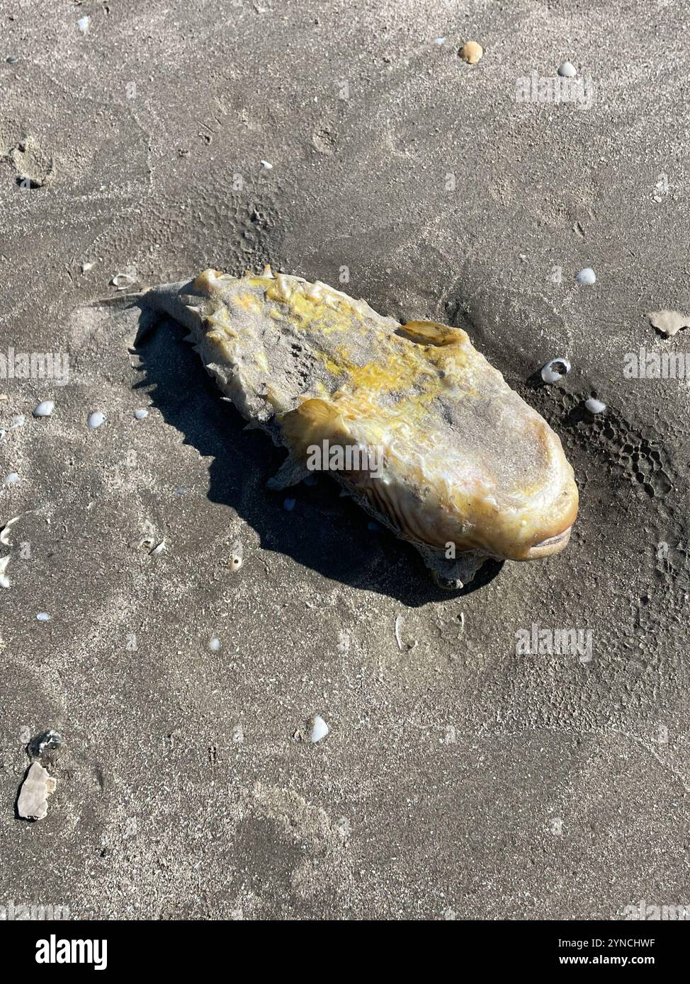 Gestreifter Burrfisch (Chilomycterus schoepfii) Stockfoto