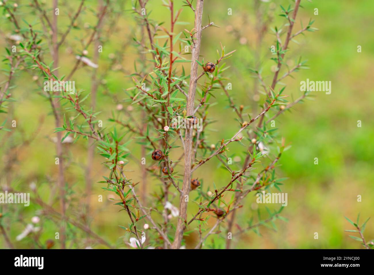 Leptospermum scoparium, auch manuka genannt, ist eine blühende Pflanzenart aus der myrtle-Familie Myrtaceae, die im Südosten Australiens und Neuen beheimatet ist Stockfoto