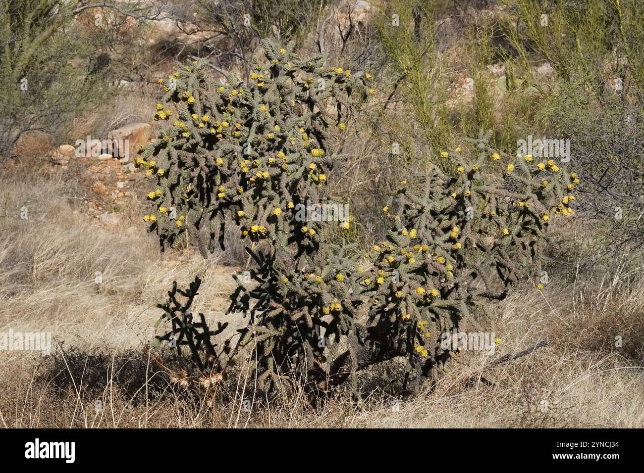 Walkingstock-Kakteen (Cylindropuntia imbricata spinosior) Stockfoto