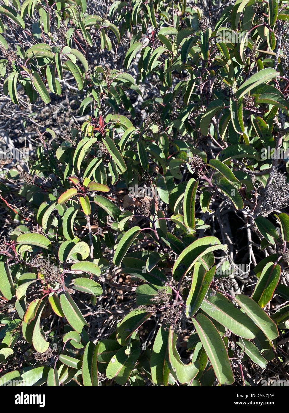 lorbeersumac (Malosma laurina) Stockfoto