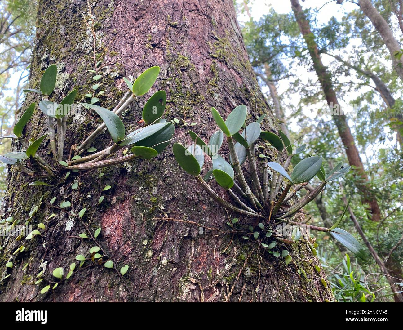 Ironbark-Feder-Orchidee (Dendrobium aemulum) Stockfoto