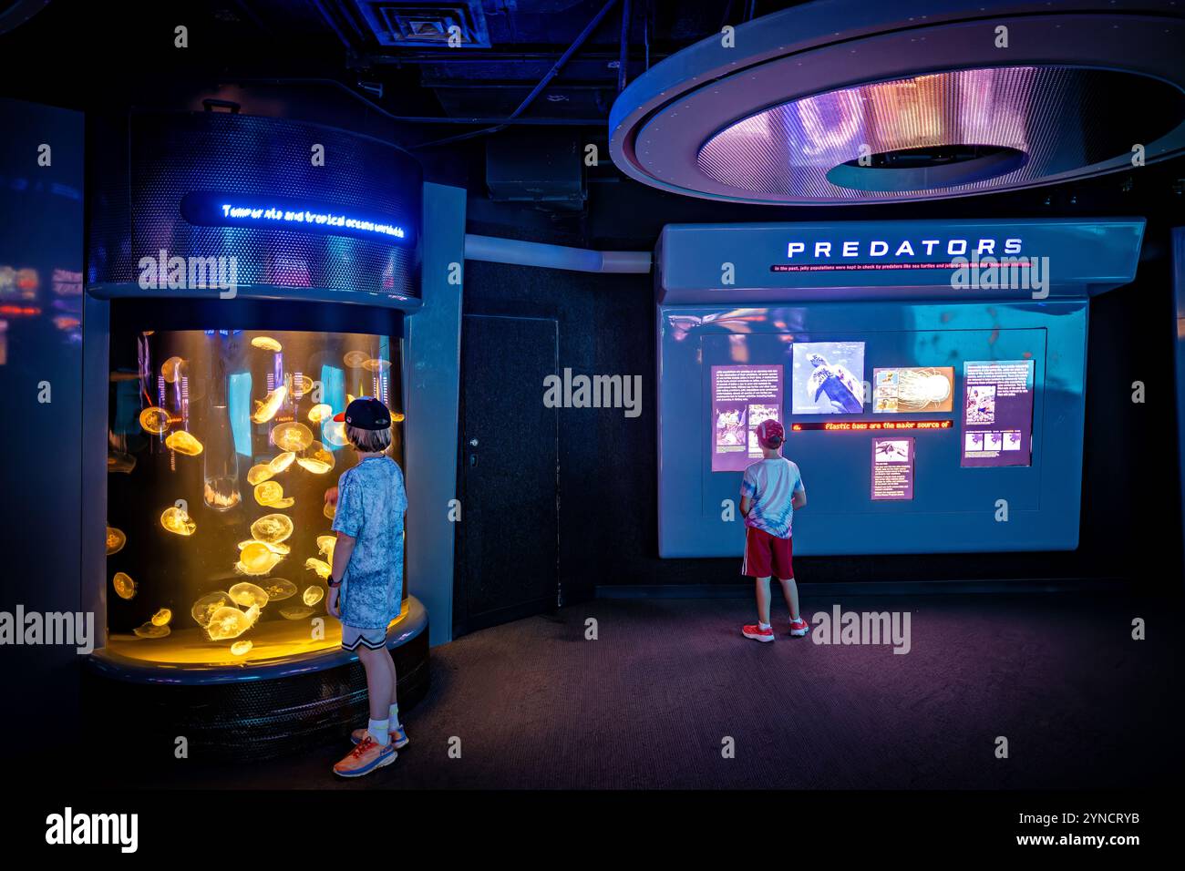 National Aquarium Jellyfish Exhibit Baltimore // BALTIMORE, Vereinigte Staaten — die Ausstellung „Jellies Invasion: Oceans Out of Balance“ im National Aquarium in Baltimore zeigt verschiedene Quallenarten in beleuchteten Tanks. Die Dauerausstellung zeigt, wie Quallenpopulationen in vielen Teilen der Weltmeere aufgrund von Umweltveränderungen wie Verschmutzung, Klimawandel und Überfischung gedeihen. Die Ausstellung dient sowohl als Aufklärungsinstrument über Meeresökosysteme als auch als Warnung vor den Folgen des Ungleichgewichts der Ozeane. Stockfoto