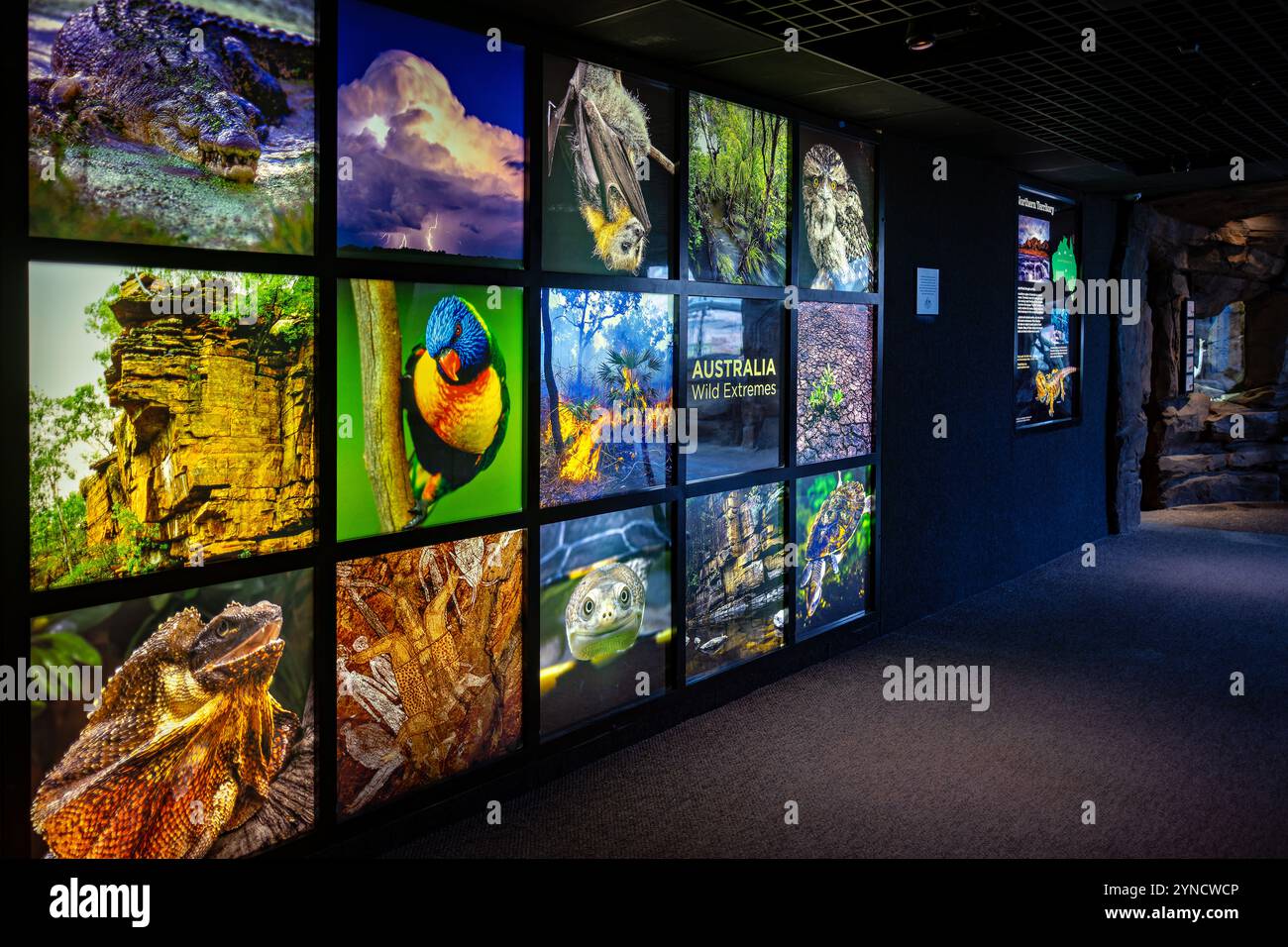 National Aquarium Australia Exhibit Baltimore // BALTIMORE, Maryland — die australische Ausstellung im National Aquarium in Baltimore zeigt Meereslebewesen aus den nördlichen Gewässern des Kontinents, einschließlich des Great Barrier Reef Ökosystems. Die beeindruckende Ausstellung zeigt australische Wasserarten, darunter bunte Rifffische, Korallen und andere wirbellose Meerestiere, die in australischen Gewässern beheimatet sind. Das National Aquarium befindet sich im Inner Harbor von Baltimore und beherbergt Tausende von Tieren, die Hunderte von Arten repräsentieren, in preisgekrönten Lebensräumen, die Besucher über den Meeresschutz informieren sollen. Stockfoto