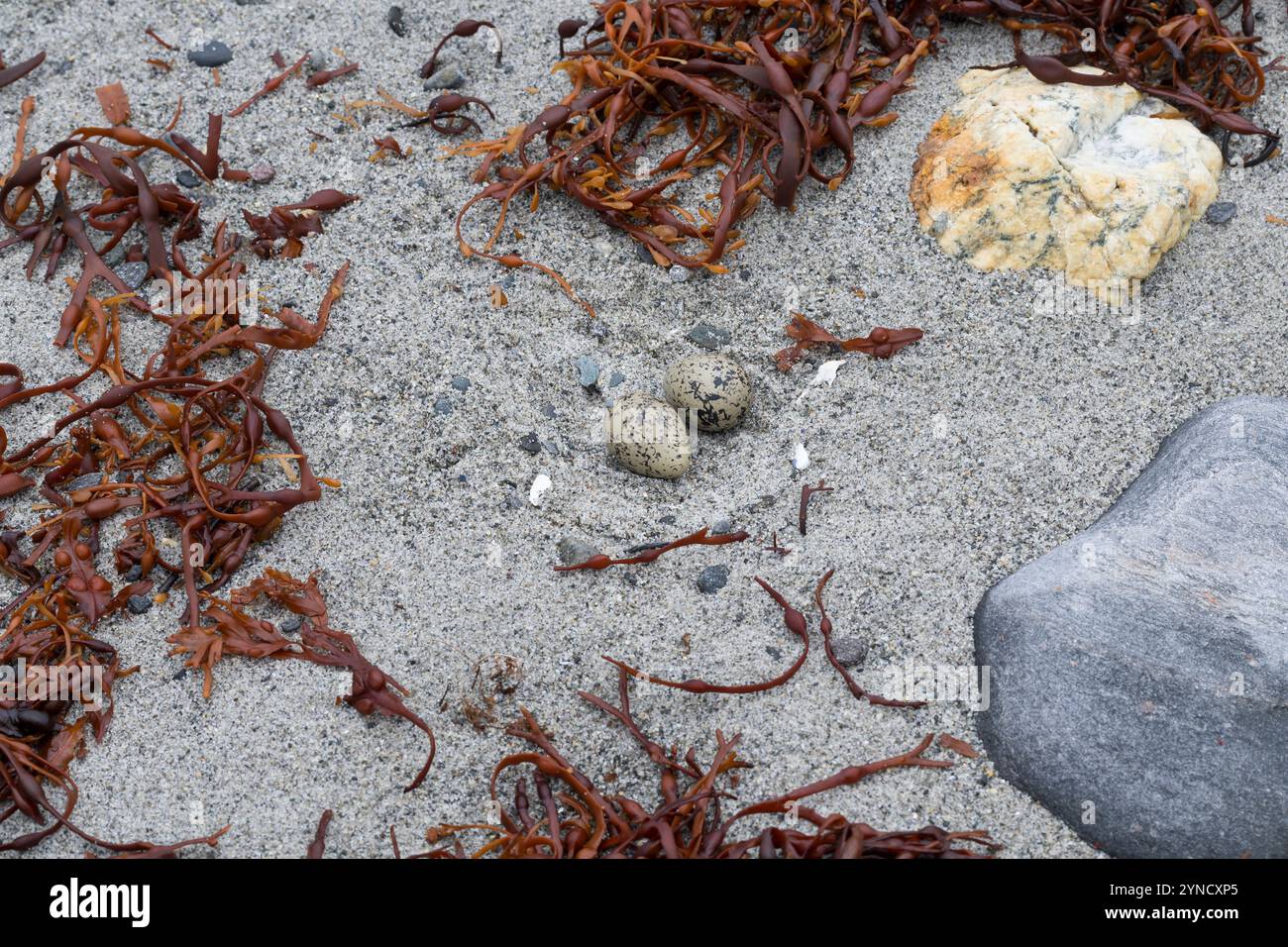 Austernfischer, Gelege, Nest, Ei, Eier, Gut getarnt zwischen Steinen am Strand, Austern-Fischer, Haematopus ostralegus, Austernfischer, Eurasische Auster Stockfoto