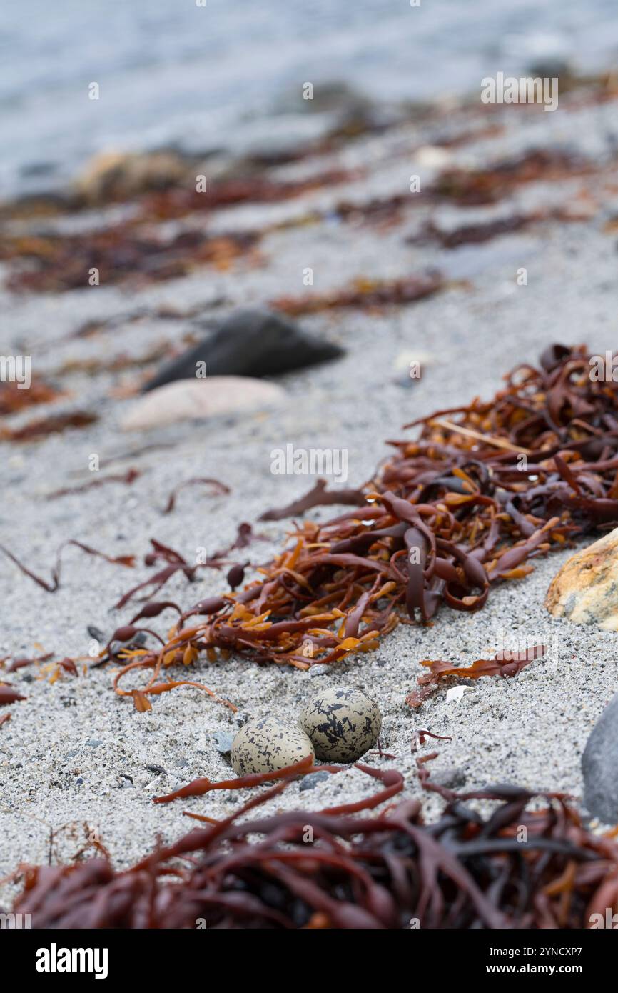 Austernfischer, Gelege, Nest, Ei, Eier, Gut getarnt zwischen Steinen am Strand, Austern-Fischer, Haematopus ostralegus, Austernfischer, Eurasische Auster Stockfoto