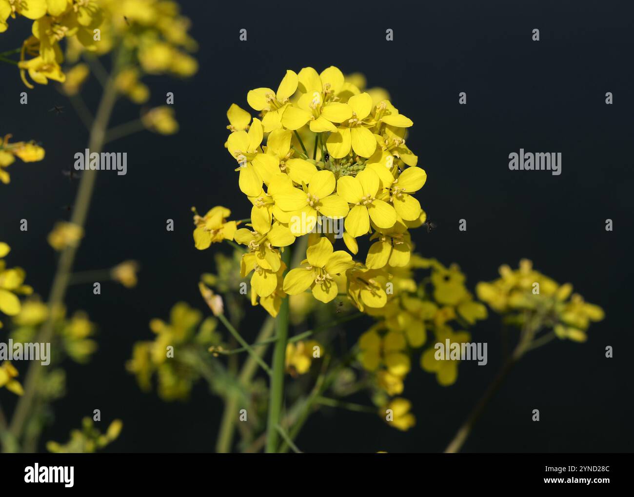 Feldsenf, Brassica rapa, Brassicaceae. Amwell Nature Reserve, Großbritannien. Stockfoto