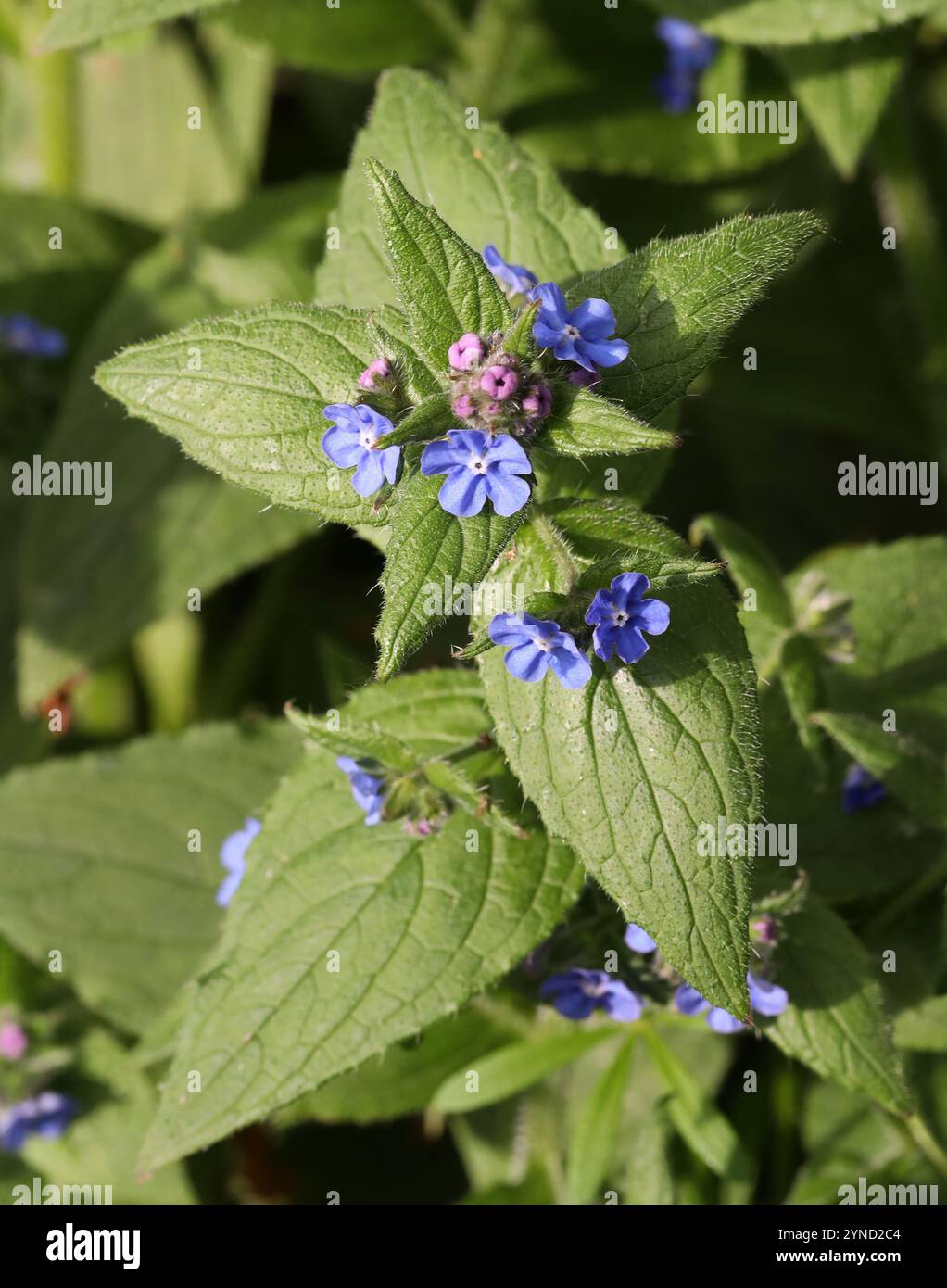 Green Alkanet oder Evergreen Bugloss, Pentaglottis sempervirens, Boraginaceae. Amwell Nature Reserve, Großbritannien. Stockfoto