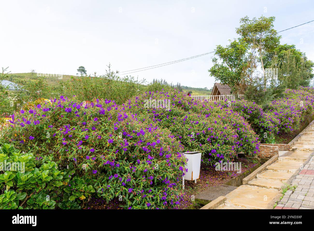 Laziander Siebenstamen (Lasiandra semidecandra). Tibouchina semidecandra im Park. Tibouchina semidecandra ist eine Art blühender Pflanze im g Stockfoto