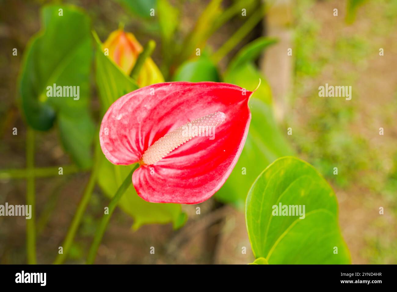 Flamingoblume Anthurium sp. Anthurium andraeanum (Flamingoblume) die Blätter Blumen. Anthurium Queremalense, Anthurium Metallicum. Stockfoto