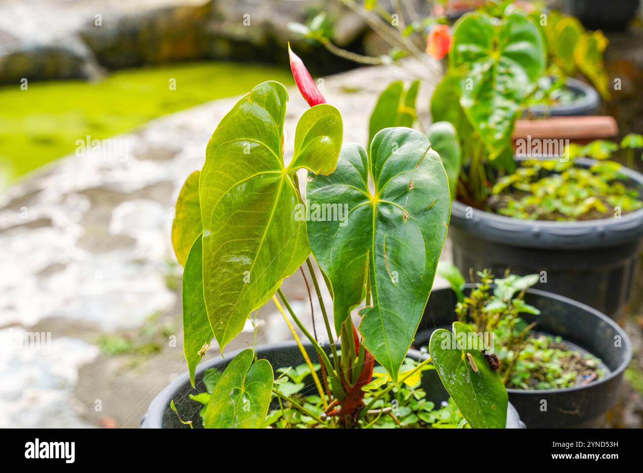 Flamingoblume Anthurium sp. Anthurium andraeanum (Flamingoblume) die Blätter Blumen. Anthurium Queremalense, Anthurium Metallicum. Stockfoto