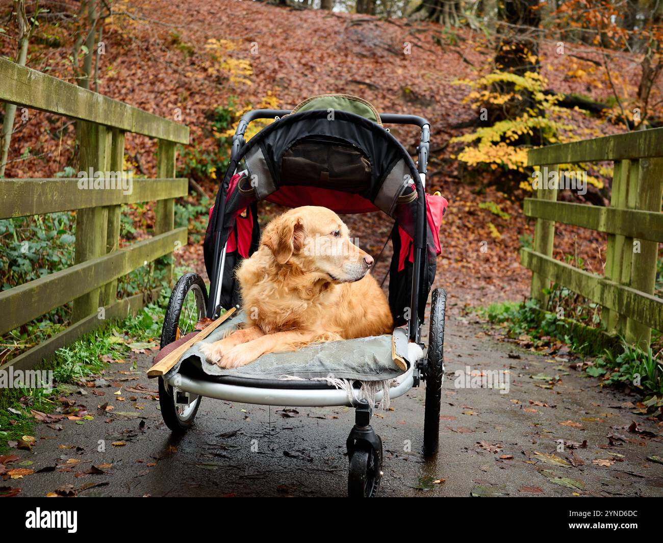 Golden Retriever entspannt sich nach einer Verletzung in einem Kinderwagen auf einem grünen Waldweg. Stockfoto